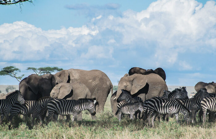 safari holidays serengeti